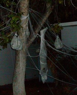 Spider victim